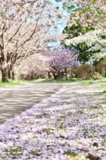 春來到！去“百櫻缭亂”的北海道最南端”松前賞花吧~