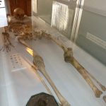 発掘された女性の人骨